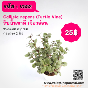 Callisia repens (Turtle Vine) ริบบิ้นชาลี สีเขียวอ่อน