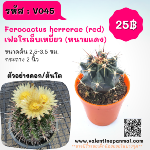 Ferocactus sp. เฟอโรเล็บเหยี่ยว (หนามแดง)