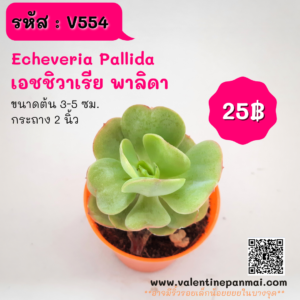Echeveria Pallida (เอชชิวาเรีย พาลิดา)