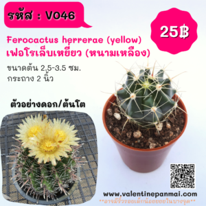 Ferocactus sp. เฟอโรเล็บเหยี่ยว (หนามเหลือง)