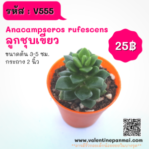 Anacampseros rufescens (ลูกชุบ)
