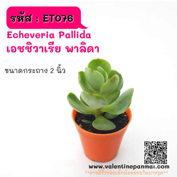 ET076 Echeveria Pallida (เอชชิวาเรีย พาลิดา)