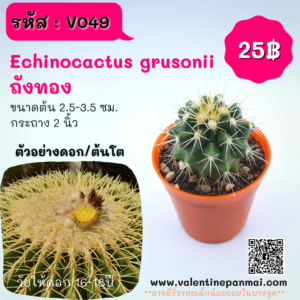 Echinocactus grusonii (ถังทอง)