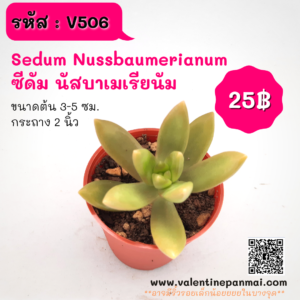 Sedum Nussbaumerianum (ซีดัม นัสบาเมเรียนัม)
