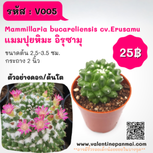 Mammillaria bucareliensis cv.Erusamu (แมมปุยหิมะ อิรุซามุ)