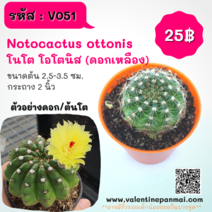Notocactus ottonii โนโต โอโตนิส (ดอกเหลือง)