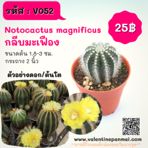 Notocactus magnificus (กลีบมะเฟือง)