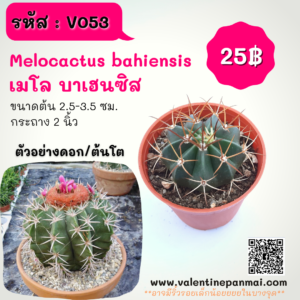Melocactus bahiensis (เมโล บาเฮนซิส)