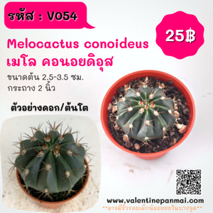 Melocactus conoideus (เมโล คอนอยดิอุส)