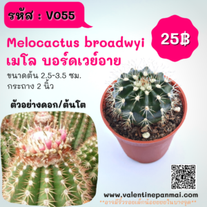 Melocactus broadwyii (เมโล บอร์ดเวย์อาย)