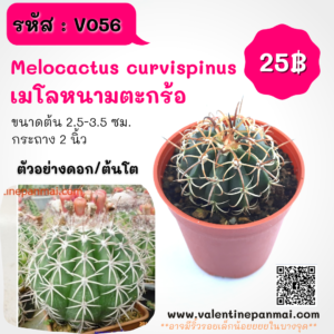 Melocactus curvipinus (เมโลหนามตะกร้อ)