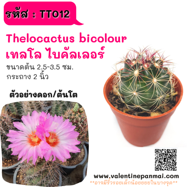 TT012 Thelocactus bicolour (เทลโล ไบคัลเลอร์)