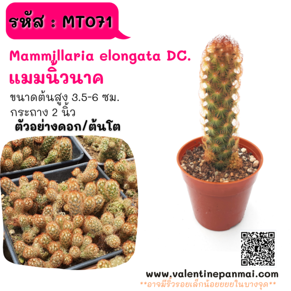 MT071 Mammillaria elongata DC. (แมมนิ้วนาค)