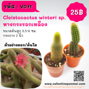 Cleistocactus winteri sp. (หางกระรอกเหลือง)