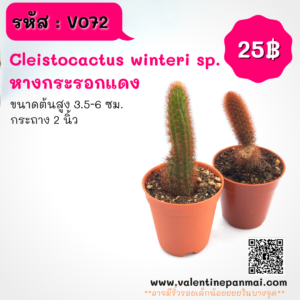 Cleistocactus winteri sp. (หางกระรอกแดง)