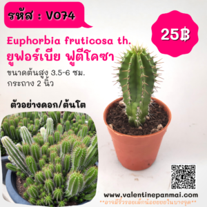 Euphorbia fruticosa th. (ยูฟอร์เบีย ฟูตีโคซา)