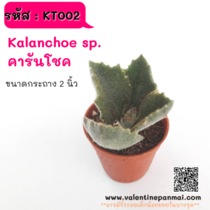 KT002 Kalanchoe sp. (คารันโชค)