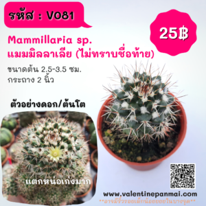 Mammillaria voburnensis แมมมิลลาเลีย (ไม่ทราบชื่อท้าย)