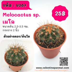 Melocactus sp. (เมโล)