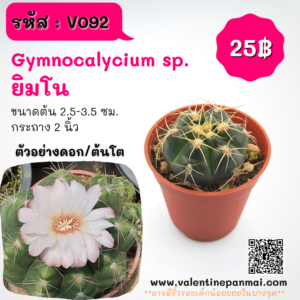 Gymnocalycium sp. (ยิมโน)