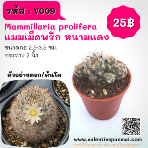 Mammillaria prolifera (แมมเม็ดพริก หนามแดง)