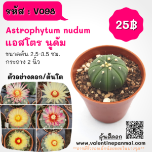 Astrophytum nudum (แอสโตร นูดัม)