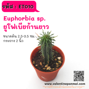 ET010 Euphorbia sp. ยูโฟเบีย (ก้านยาวๆ)