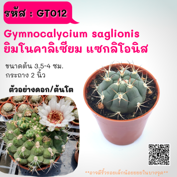 GT012 Gymnocalycium saglionis ยิมโนคาลิเซียม แซกลิโอนิส