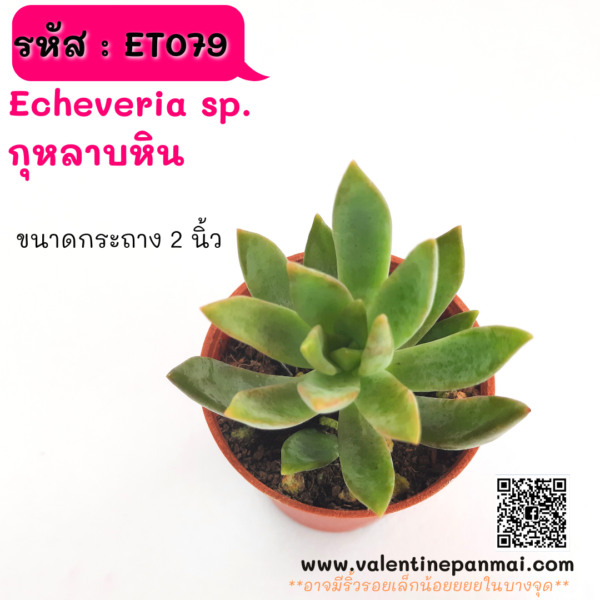 ET079 กุหลาบหิน (ไม่ทราบชื่อ)