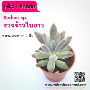 ST030 กุหลาบหิน (ไม่ทราบชื่อ)