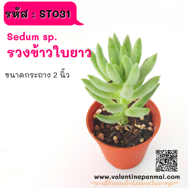 ST031 กุหลาบหิน (ไม่ทราบชื่อ)