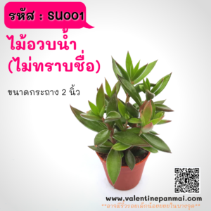 SU001 ไม้อวบน้ำ (ไม่ทราบชื่อ)