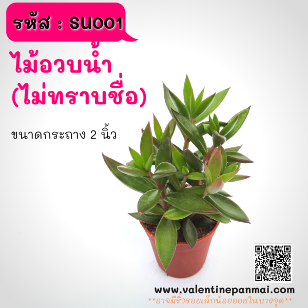 SU001 ไม้อวบน้ำ (ไม่ทราบชื่อ)