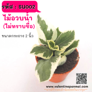 SU002 ไม้อวบน้ำ (ไม่ทราบชื่อ)
