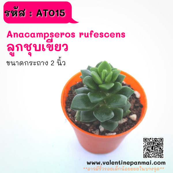 AT015 Anacampseros rufescens (ลูกชุบ)