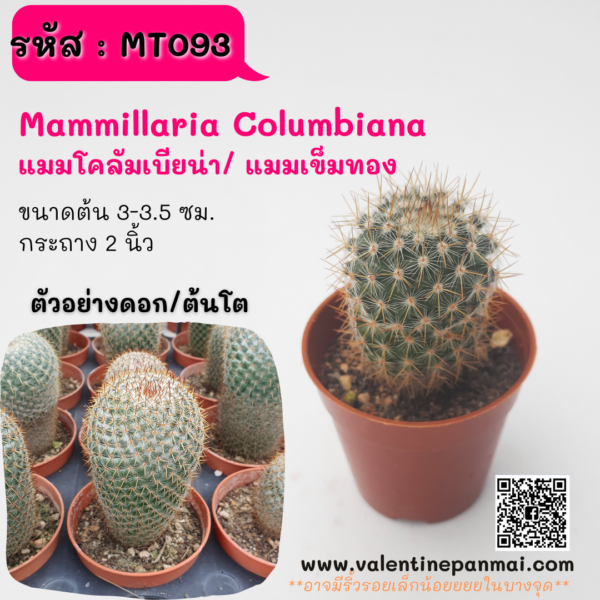 MT093 Mammillaria Columbiana (แมมโคลัมเบียน่า/ แมมเข็มทอง)
