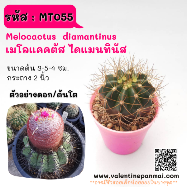 MT055 Melocactus diamantinus เมโลแคคตัส ไดแมนทินัส