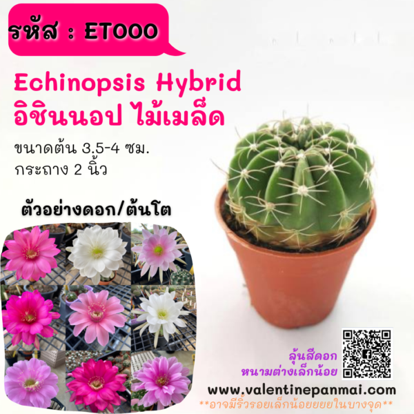 ET000 Echinopsis Hybrid (อิชินอป ไม้เมล็ด)