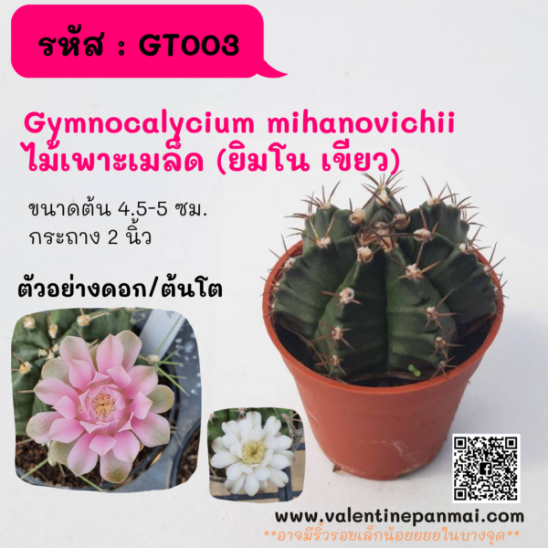 GT003 Gymnocalycium mihanovichii (ยิมโนเขียว)
