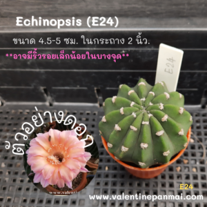 Echinopsis (E24)