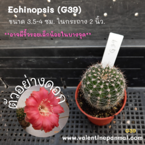 Echinopsis (G39)