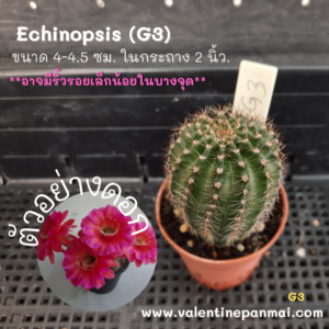 Echinopsis (G3)