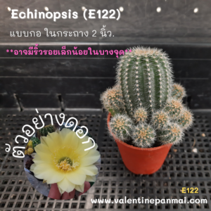 Echinopsis (E122)
