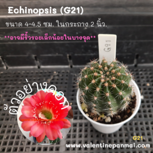 Echinopsis (G21)