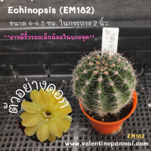 Echinopsis (EM182)