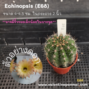 Echinopsis (E68)