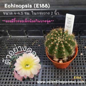 Echinopsis (E188)
