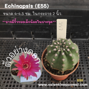 Echinopsis (E55)