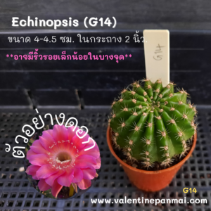 Echinopsis (G14)