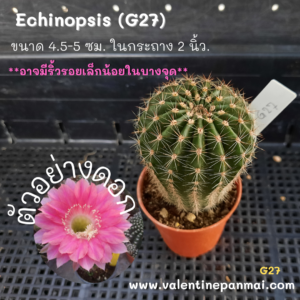 Echinopsis (G27)